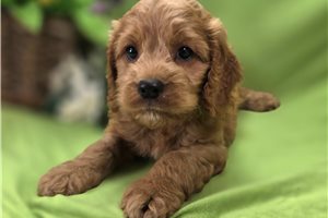 Latka - Cockapoo for sale
