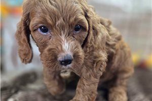 Chili - Cockapoo for sale