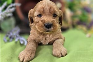 Adri - Cockapoo for sale