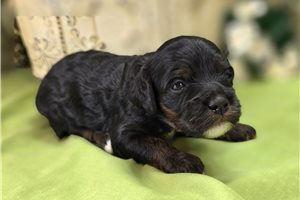 Pixie - Cockapoo for sale