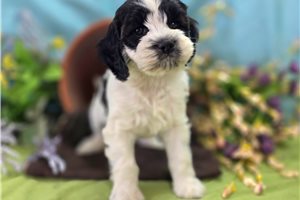 Bernard - Cockapoo for sale