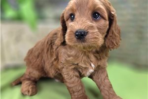 Larkin - Cockapoo for sale