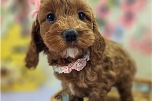 Delilah - Cockapoo for sale