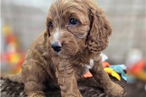 Rosemary - puppy for sale
