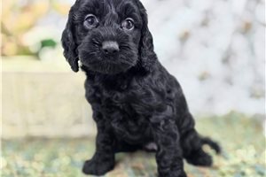 Dusk - puppy for sale