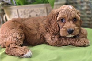 Icon - Cockapoo for sale