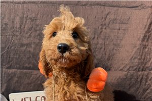 Barley - Cockapoo for sale