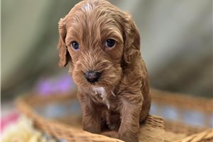 Icon - Cockapoo for sale