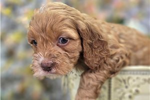 Drake - puppy for sale