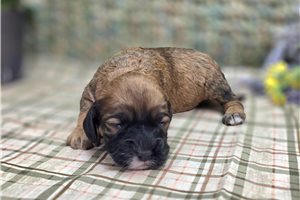 Agatha - Cockapoo for sale