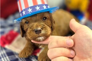 Ibby - Cockapoo for sale