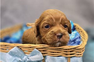 Regis - Cockapoo for sale