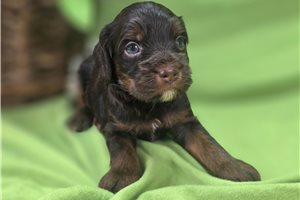 Pumpkin - Cockapoo for sale
