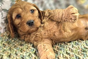 Deacon - puppy for sale