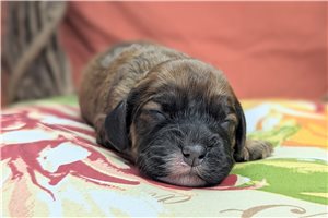 Agatha - puppy for sale