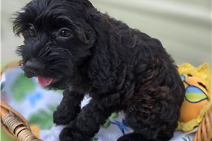 Peach - Cockapoo for sale