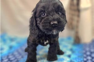 Adeline - Cockapoo for sale