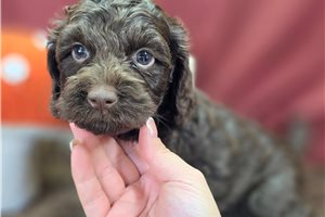 Bridget - Cockapoo for sale