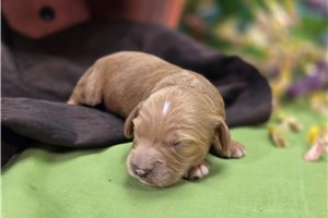 Icon - Cockapoo for sale