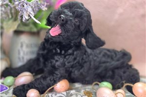 Dusk - Cockapoo for sale