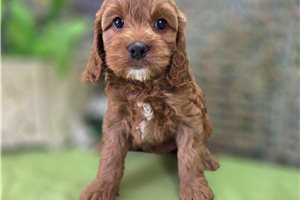 Ibeza - Cockapoo for sale