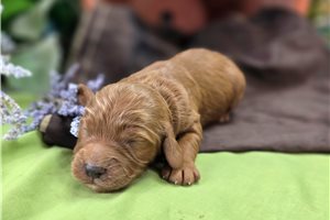 Iggy - puppy for sale