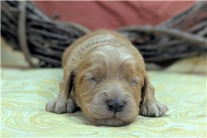 Adele - puppy for sale