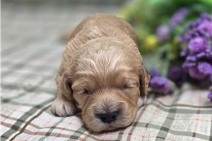 Adler - Cockapoo for sale
