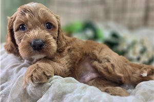 Icon - Cockapoo for sale