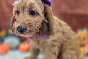 Paprika - Cockapoo for sale