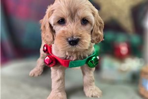 Matthew - Cockapoo for sale