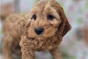 Drucilla - Cockapoo for sale