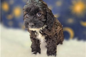 Abigail - Cockapoo for sale