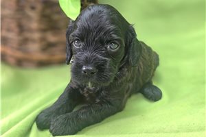 Peach - Cockapoo for sale