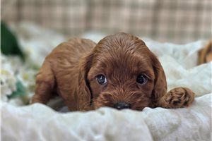 Lavender - Cockapoo for sale