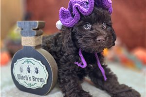 Bambi - Cockapoo for sale
