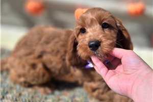 Paprika - Cockapoo for sale
