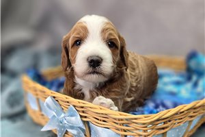 Serena - Cockapoo for sale