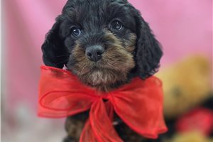 Raymond - Cockapoo for sale