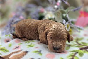 Larkin - Cockapoo for sale