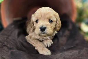 Adler - Cockapoo for sale