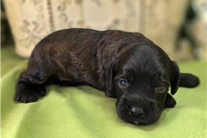 Peach - Cockapoo for sale