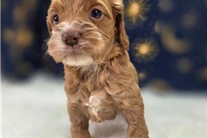 Drake - Cockapoo for sale