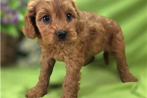 Layla - Cockapoo for sale
