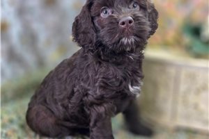 Effie - Cockapoo for sale