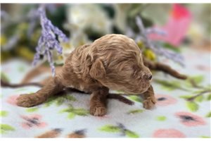 Laura - Cockapoo for sale