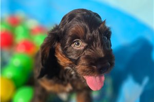 Pumpkin - Cockapoo for sale