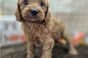 Parsley - Cockapoo for sale