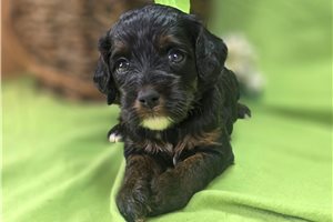 Pixie - Cockapoo for sale