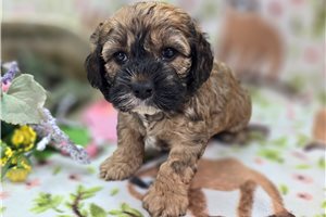 Agatha - Cockapoo for sale